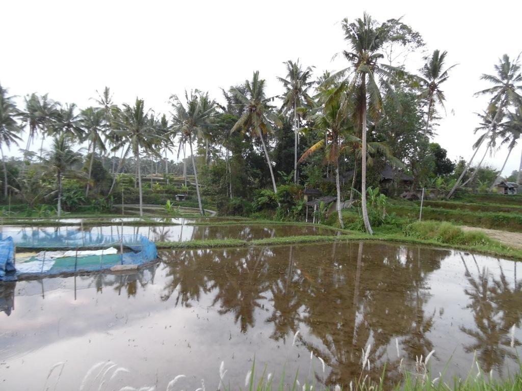 Mesari 4* Ubud